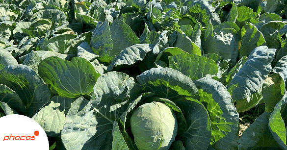 Cabbages - Food storageand preservation
